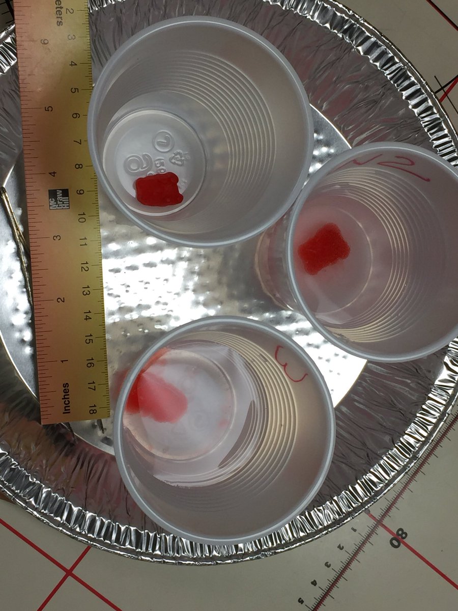 aestesrtr's tweet image. Mrs. Rougemont completing gummy bear lab to explore Osmosis with our 7th graders #TeacherModeling 👩🏻‍🏫 #ExplicitLabInstructions ✔️ #WilltheBearChange 🐻 @Tigerscms