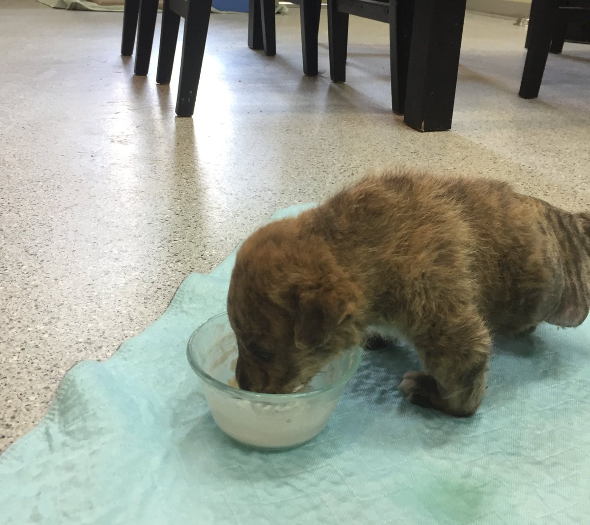 Vector cartoon I created for a little chap called Pickles, a 3 legged dog who survived the odds. What an awesome color he has as well!