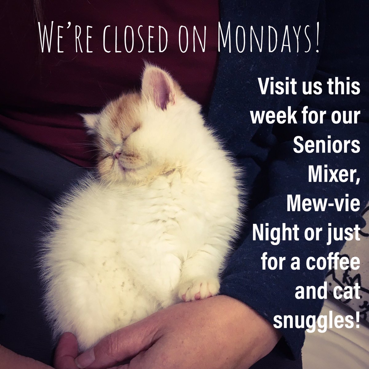 Toe Beans Cat Cafe Cat's Blog