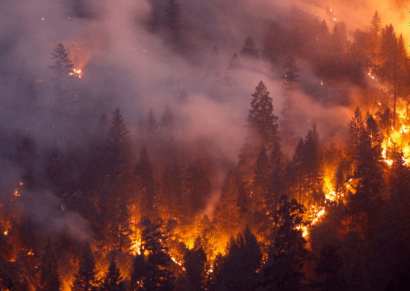 RedRoverOrg's tweet photo. @RedCrossLA @RedCross RedRover has identified resources for pet owners affected by the #HillFire, #WoolseyFire and #CampFire - and are updating as available: https://t.co/jIW4rHPjEl https://t.co/p3rld8DiOM