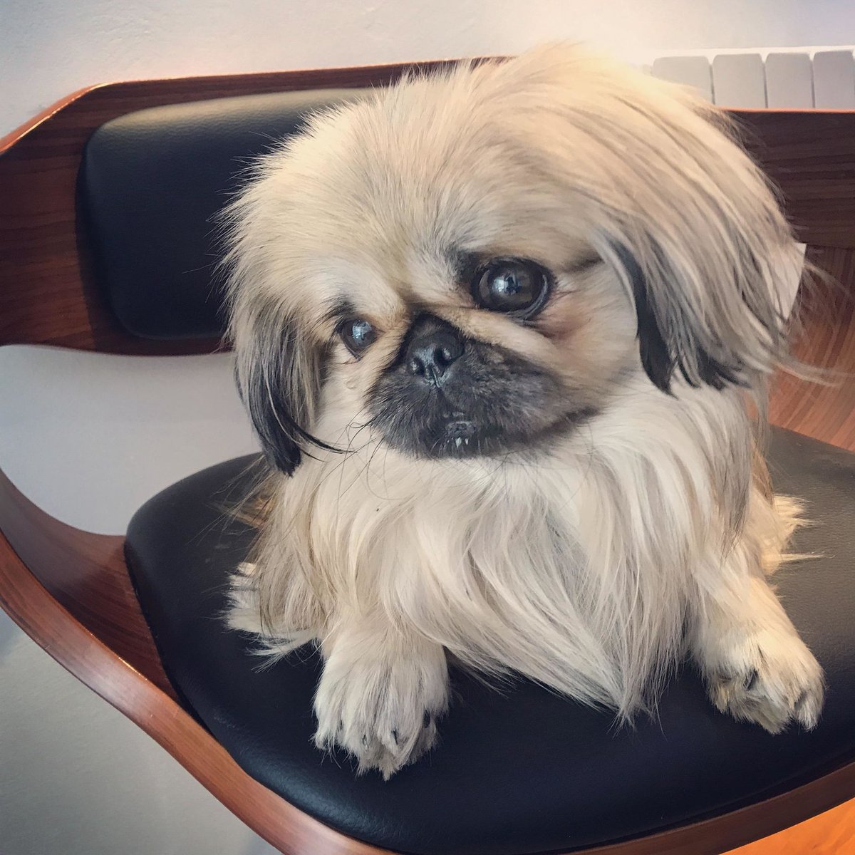 Three things you didn’t know about Pekingeses.
1) Their name comes from the ancient Chinese city of Peking (now Beijing)
2) A British soldier introudced them to the wester world.
3) They can come in 10 colours with 3 different types of markings
#DoggyMember Penelope