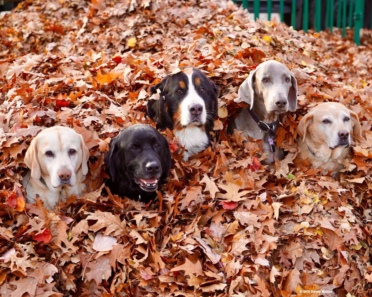 Steven Watson tweet media