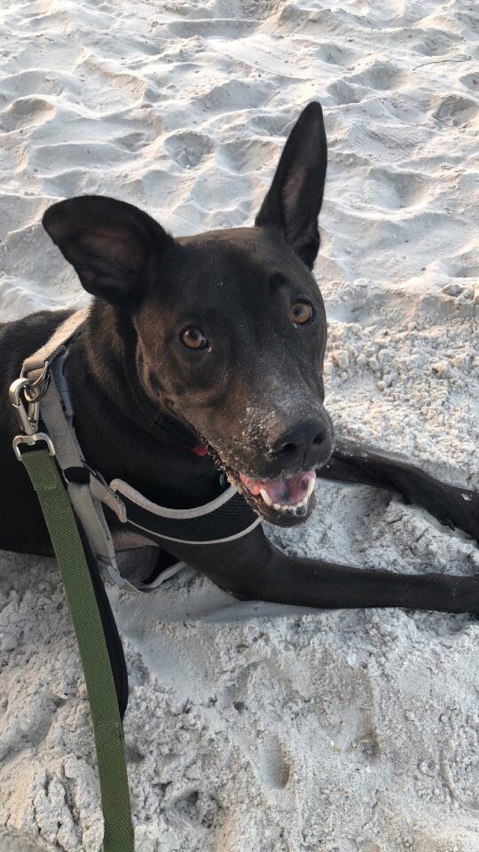 Just Incase you weren’t having the best of days today, here are some of our Pi Kapp pups to brighten your day.