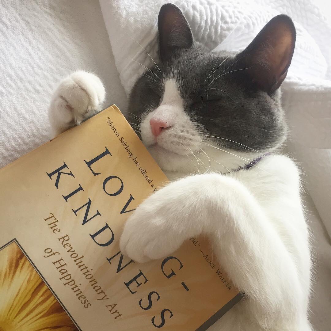 SharonSalzberg's tweet photo. It’s the season for snuggling up with a good book! What are you #reading right now? 😻

Photo 👉🏽 @sarahuneke https://t.co/MNw2cSWNVW