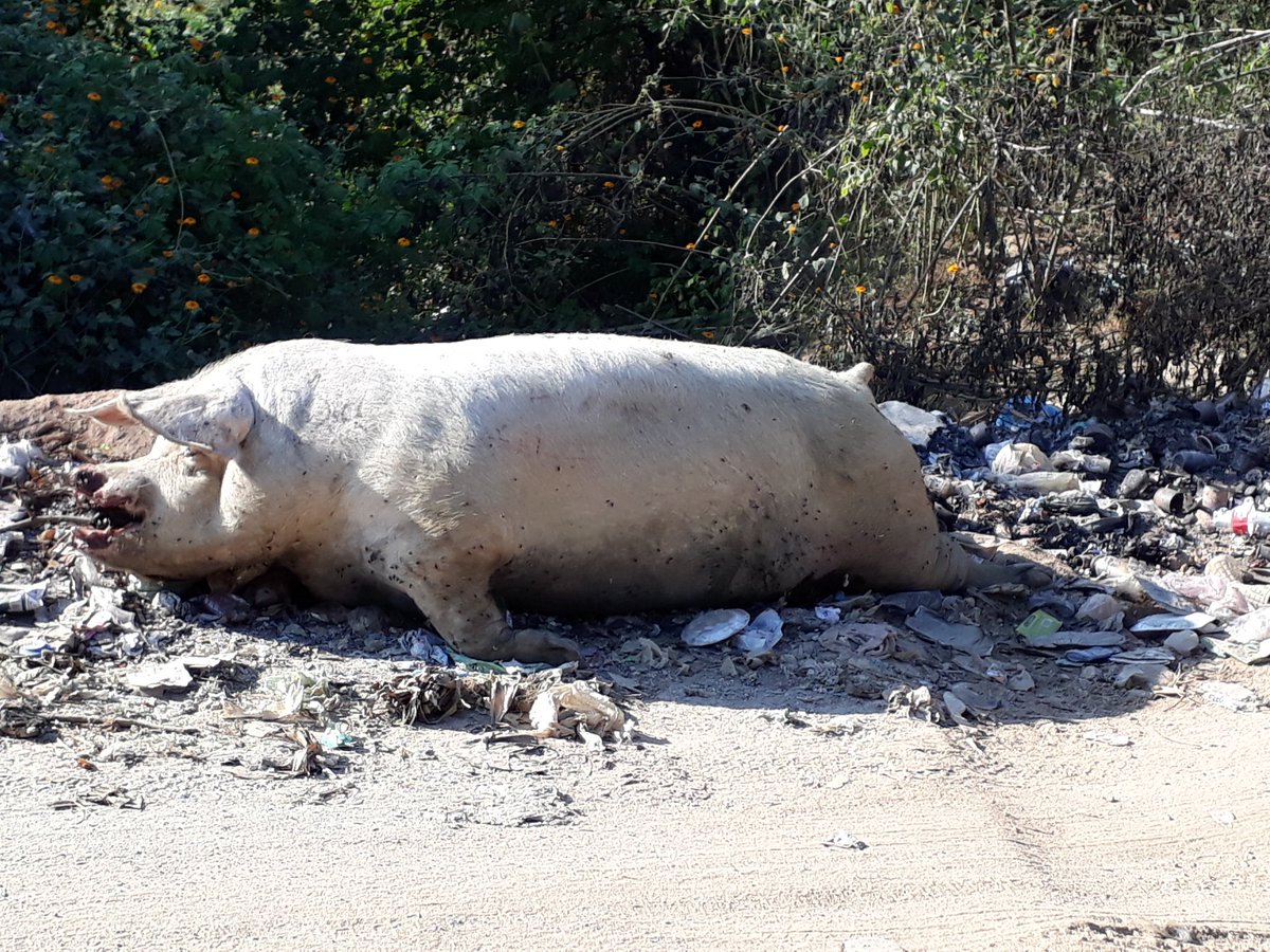 utrilla_beni's tweet photo. Ya ni la #chingan en pinotepa ademas de la basura que tiran en mas orillas tambien tiran esto en la salida a corralero @CarlosMarioMe @pinotepacomunic @GobMpalPinotepa @CEPCO_GobOax @pinodebate https://t.co/oz2EYQtmTz