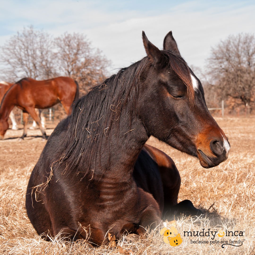 Muddy And Inca On Twitter Fun Horse Fact Horses Only Need 2 Or 3 Hours Of Sleep A Day They Sleep Standing Up And Lying Down In Short Bursts Of 10 To,How To Make Fried Plantains Dominican Style