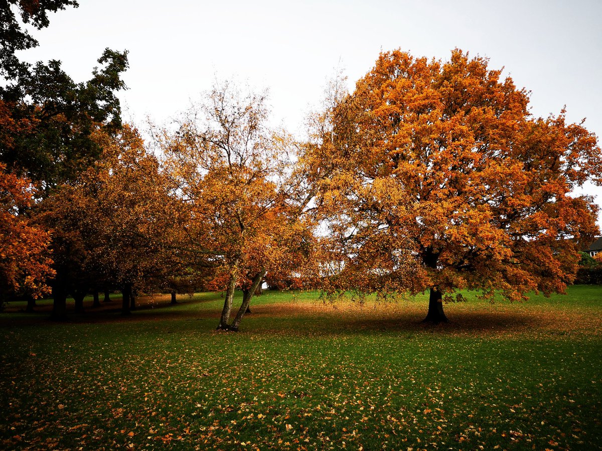 Shampoodles_CC's tweet photo. The leaves on the trees are simply stunning at the moment https://t.co/ddPRW43YZV