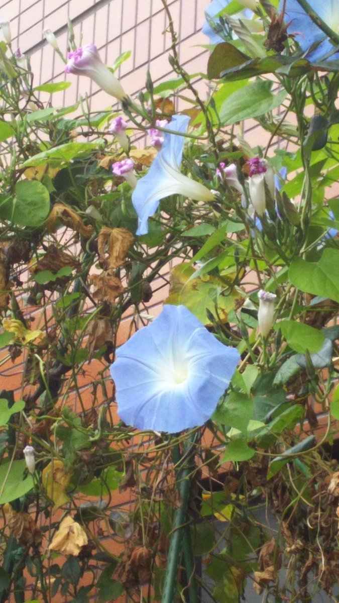 原p 今朝の朝顔 切咲き牡丹 蕾 何段重なってるのかな Palebluesky 寒さでやっぱ青みが弱いな 西洋朝顔 フライングソーサー ちょっと模様は少ないけど 今が満開期だな 野朝顔 オーシャンブルー 色は寒さで少し赤っぽく咲いてるけど まだ暫くは 原p 今朝の朝顔 切咲き牡丹 蕾 何段重なってるのかな Palebluesky 寒さでやっぱ青みが弱いな 西洋朝顔 フライングソーサー ちょっと模様は少ないけど 今が満開期だな 野朝顔 オーシャンブルー 色は寒さで少し赤っぽく咲いてるけど まだ暫くは