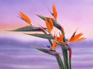 鳥花のtwitterイラスト検索結果 古い順 鳥花のtwitterイラスト検索結果 古い順