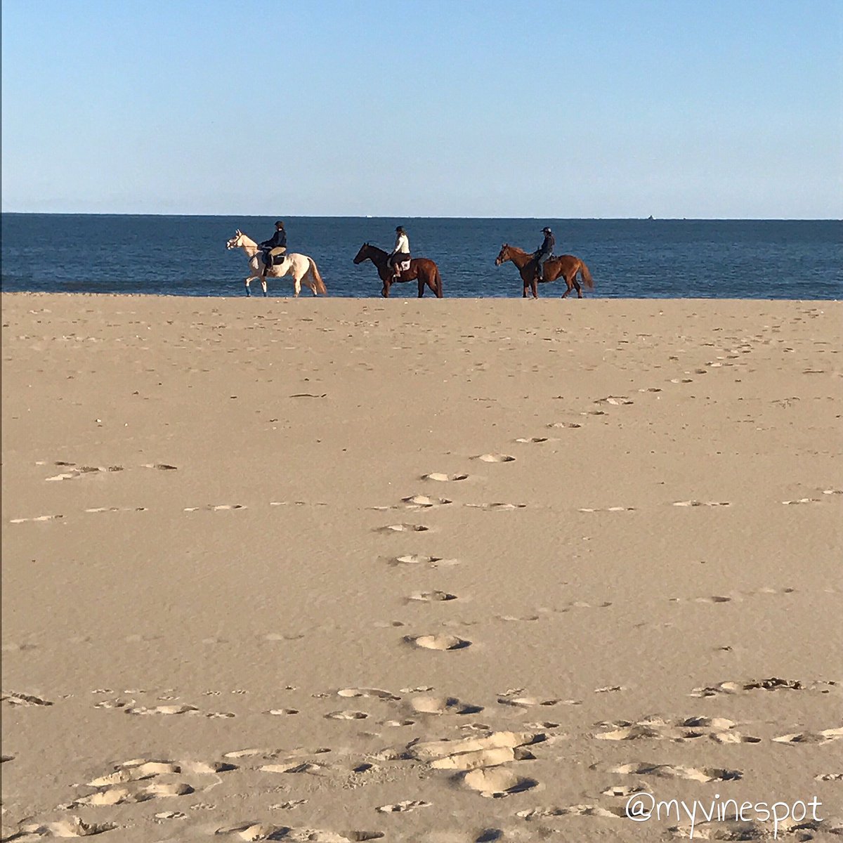 myvinespot's tweet image. Spent much of the day horsin' around at the beach … #lol #beach #funatthebeach #ocmd #threeamigos