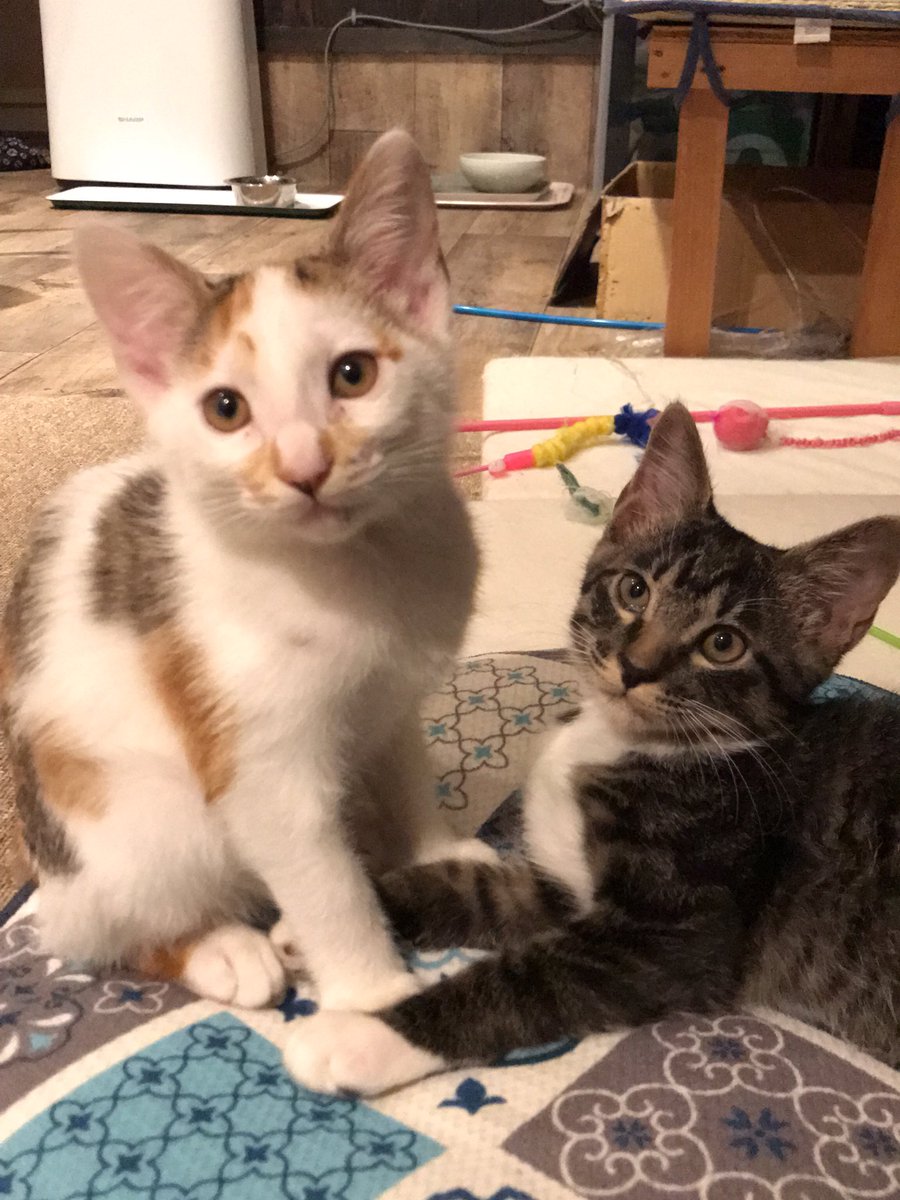 和風猫本舗 猫カフェの就労移行支援 おはようございます 火曜日は定休日です 店長よりお知らせです お客様の安全の為 現在時間制で行なっている 仔猫の提示を一旦中止します 猫ちゃんもお客様も 双方が安心してくつろげる様 御理解ご協力をお願い