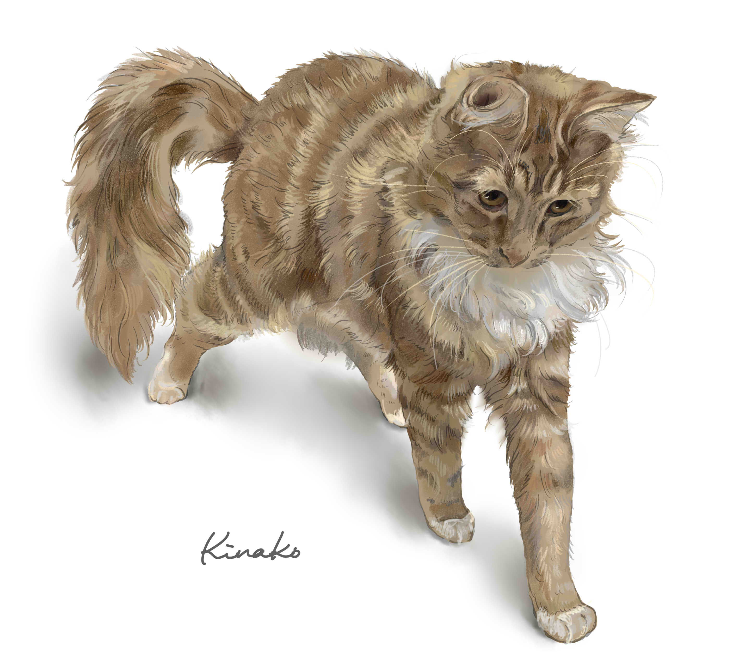 きなこ 猫の絵を描いています Palmerhuges1 背中を丸めて伸びをして歩き出したところ この一瞬がかっこいい ですね Twitter