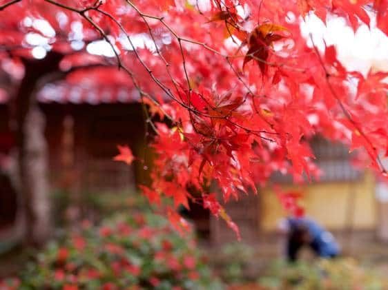 JapanBackpacker photo