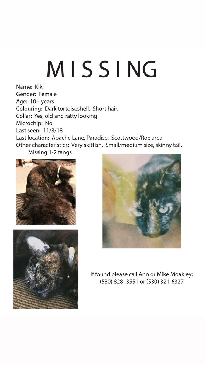 This is my parents’ cat Kiki whom we are still searching for. Have checked Chico Airport &amp; Oroville shelters, will check again tomorrow. Will also check Valley Oak in case she required medical attention. Any info greatly appreciated #CampFire #CampFireParadise #CampFireLostPets