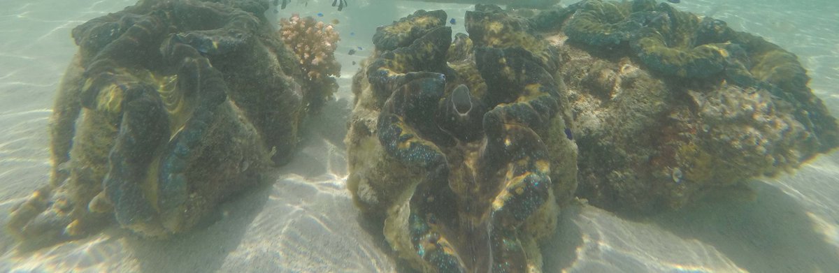 zaibance's tweet photo. The taklobos of Samal ISLAND.
#LoveAndCare
#ServeAndProtect https://t.co/BFveEE2yki