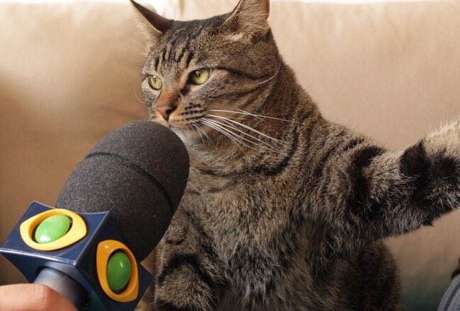 ecoironico's tweet photo. Os humanos acham que a gente gosta de ser bichinho de estimação mas na verdade a gente quer ser o protagonista da novela das 21h que nem agora 
 #OSétimoGuardião https://t.co/LiIzG2jvG1