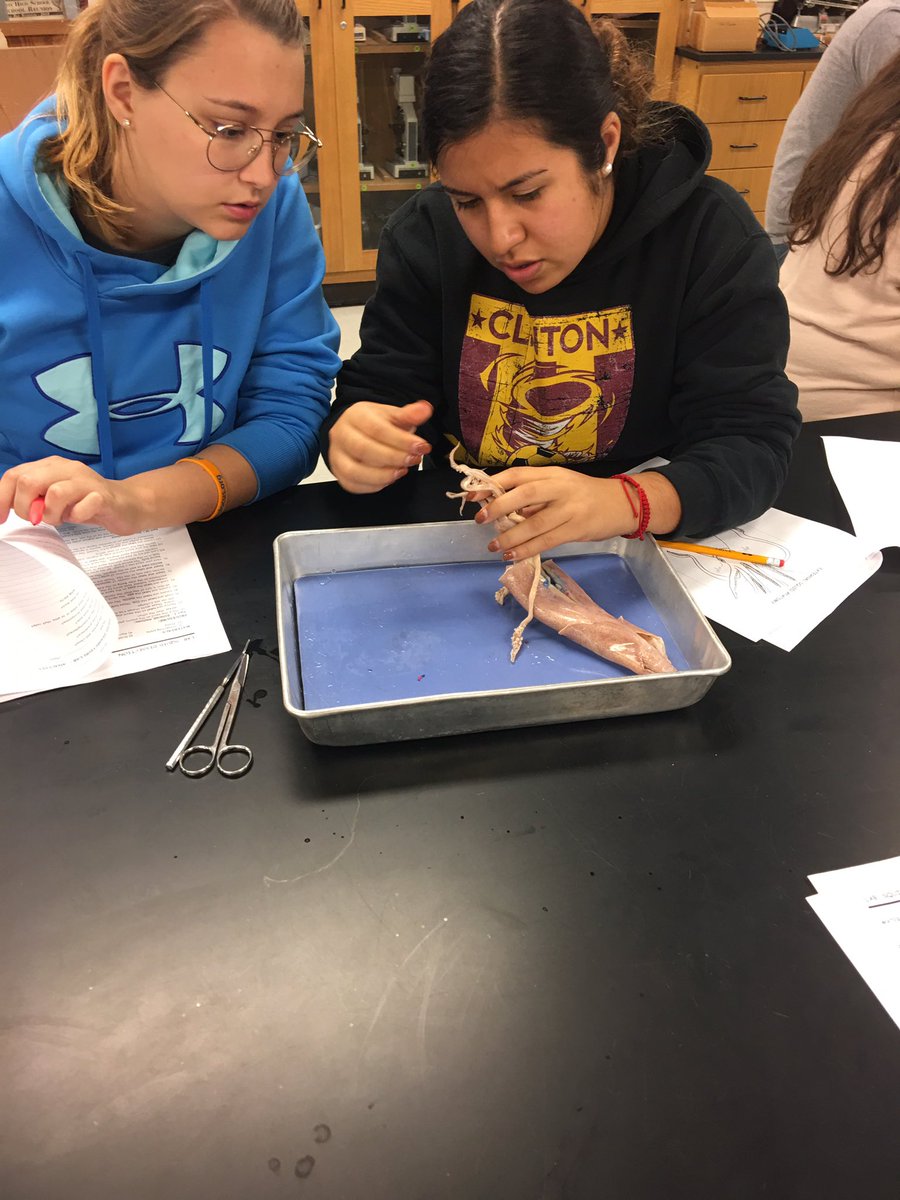 science_007's tweet photo. Squid dissection lab today in #zoology. @ps_clinton @CoachSheilaEddy @PaulaHarp10 @ChadOPugh @D_Up_D_Up https://t.co/McW9MXhvHX