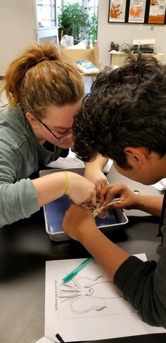 science_007's tweet photo. Squid dissection lab today in #zoology. @ps_clinton @CoachSheilaEddy @PaulaHarp10 @ChadOPugh @D_Up_D_Up https://t.co/McW9MXhvHX