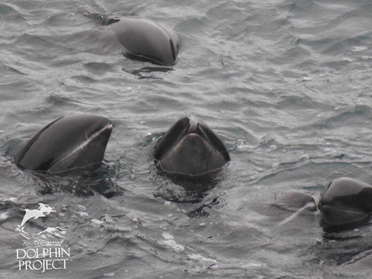 Dolphin Project tweet media