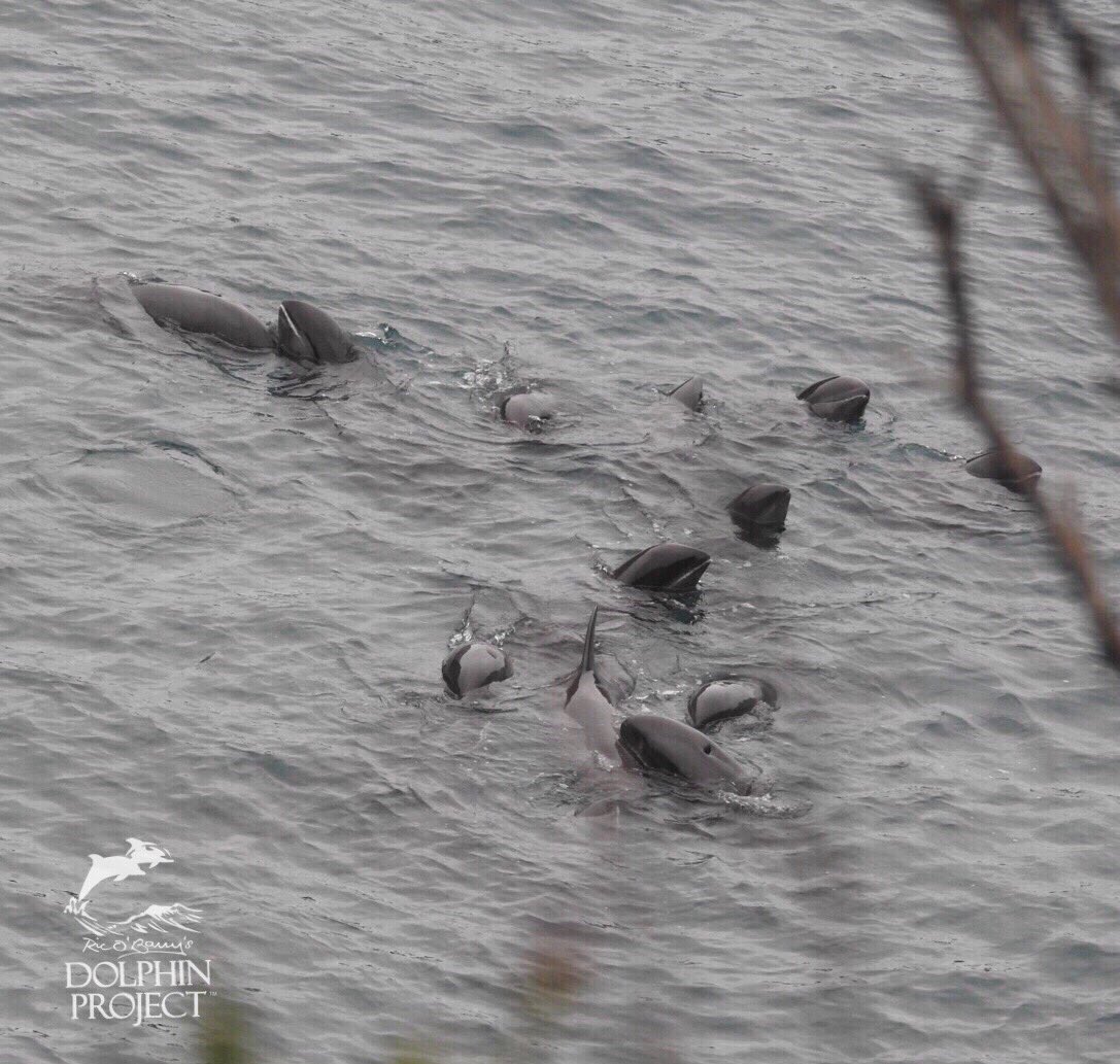 Dolphin Project tweet media