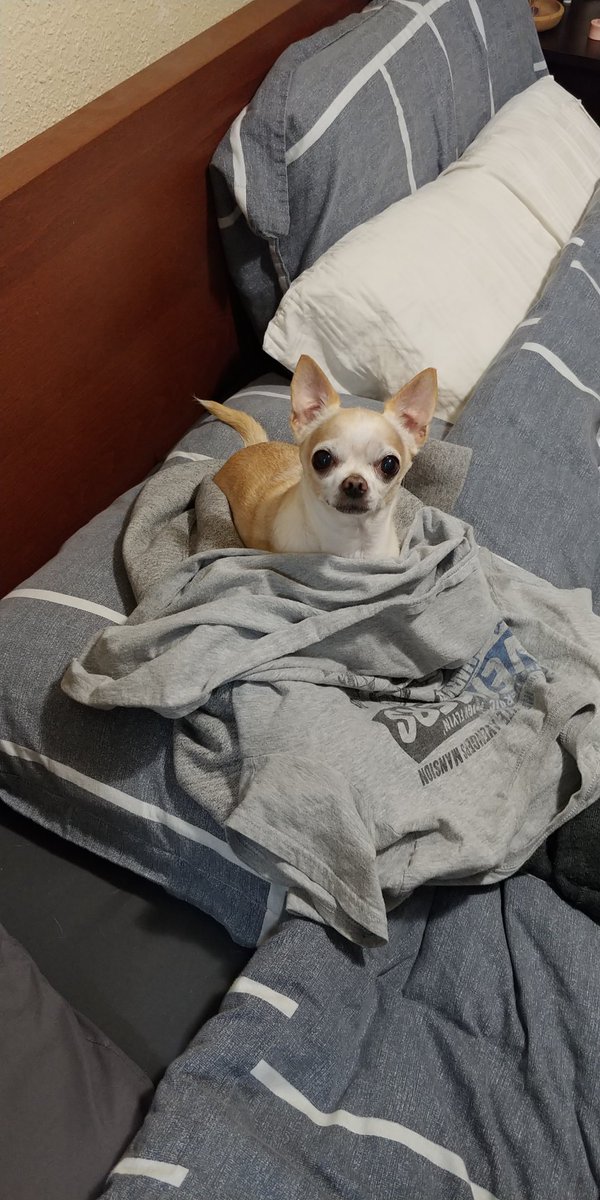 SupaChito's tweet photo. Just helping fold laundry! #mixer #dogsofmixer https://t.co/QXXDk9ijfm