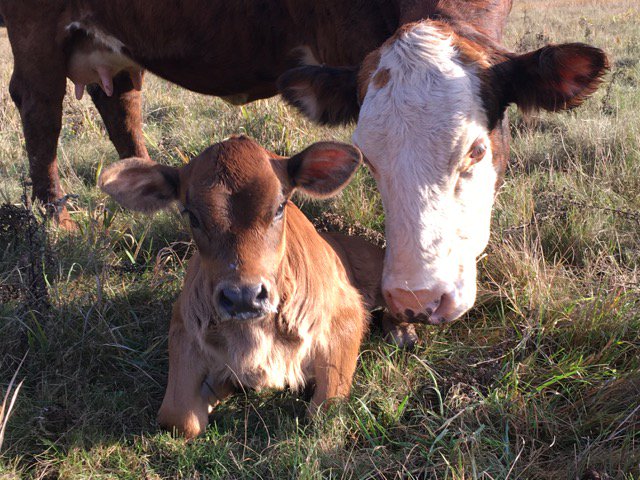 LinnaeaFarm's tweet image. Linnaea Revisioning! - mailchi.mp/facdf1f94a88/l…