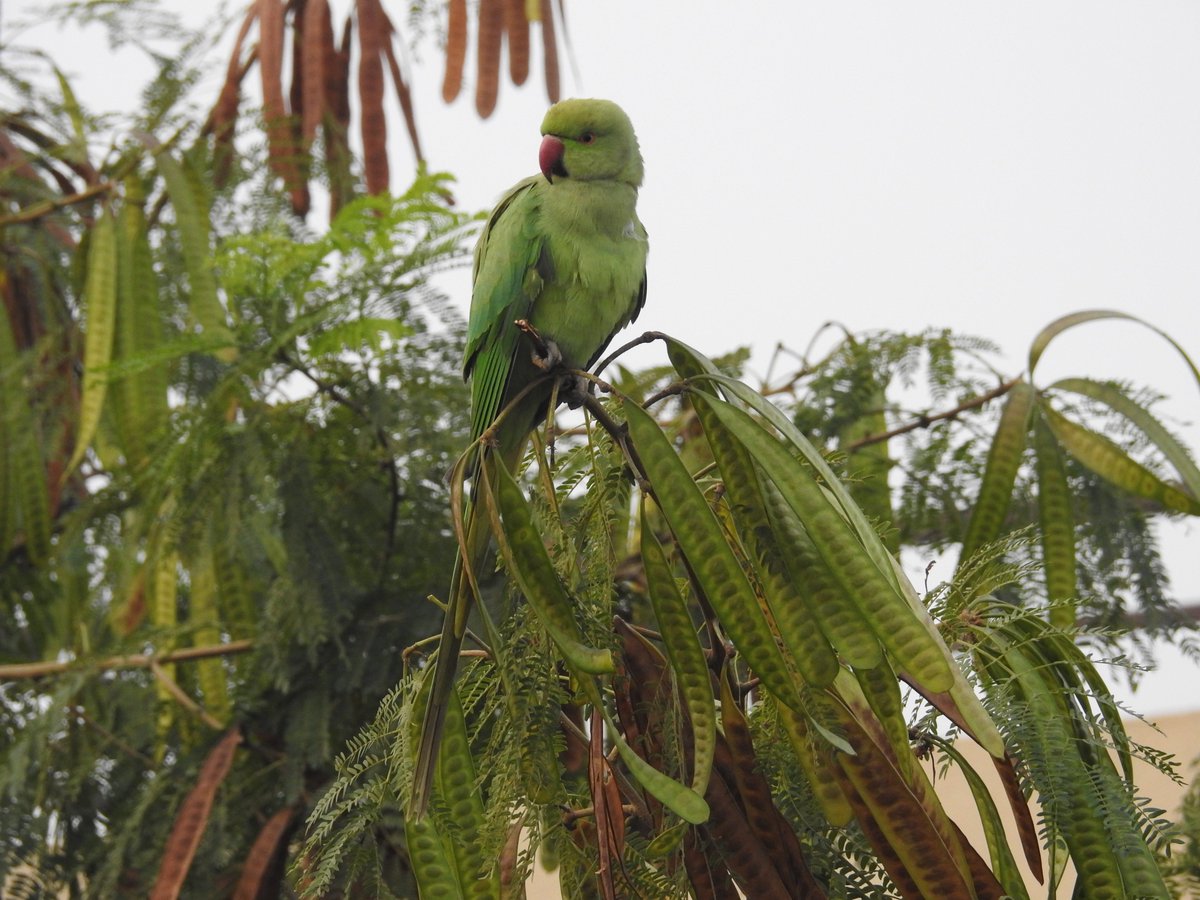 nehaa_sinha's tweet photo. From this morning: 

A Ponderous Parakeet
Tries Finding its Feet 
Amidst Delhi's haze,
and one branch less,
cut to let in the "sun"..
Available also on the 'breeze'
Are little ironies.

Rose-ringed Parakeet on Pruned Subabul Tree, Delhi.

@orientbirdclub @Avibase @yamunajiye https://t.co/UFh5o9ykpG
