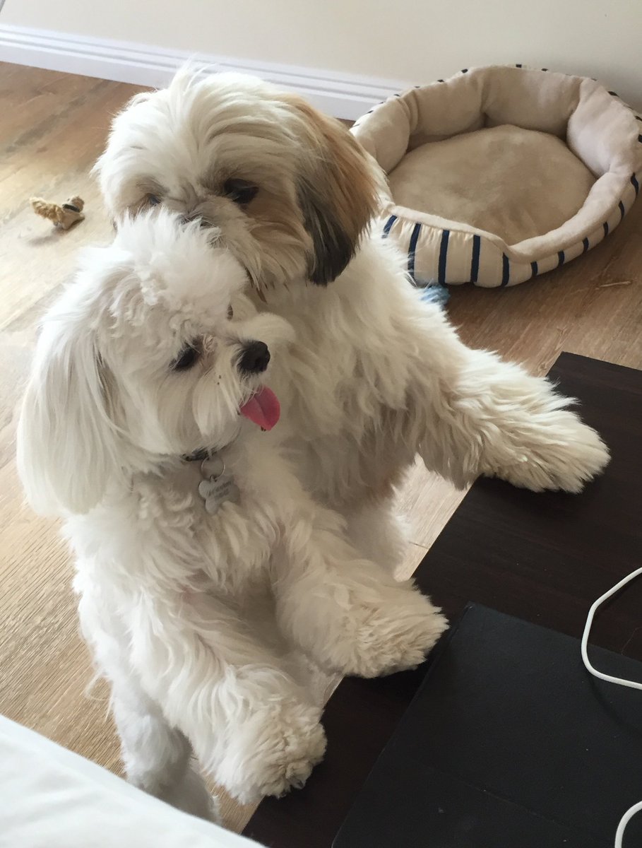 @unleighshed @mowienzeppelin @tedfujimoto @GoAllCreative @CuteEmergency Meet Houston and Baci, my every day #Inspiration and #motivation 
.
.
.
#mowiewowie #zeppelin #love #cute #cutenessoverload #family #animals #dogs #puppies #create #creative #MondayMotivation @mydogiscutest @WeLoveDogsUSA @puppydogpic @tedfujimoto @Pup_Doggy_Dog @Berti_and_Ernie