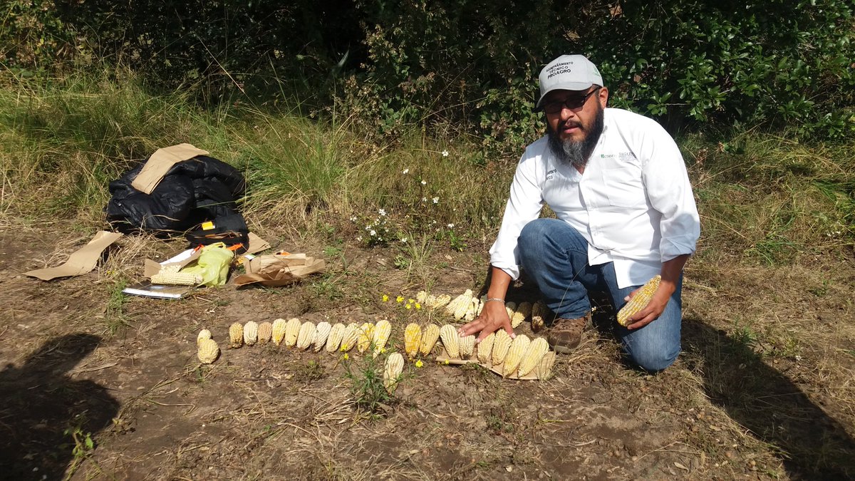 MatHdezg's tweet photo. 12/11/2018. Localidad de Palmillas, San Felipe del Progreso, Edo Mex, estimación de rendimiento de maíz. #PROAGROCapacita rumbo a la recta final de este proyecto. #AlianzasSustentables para lograr objetivos.#HubVAM https://t.co/r1xo8xaYLF