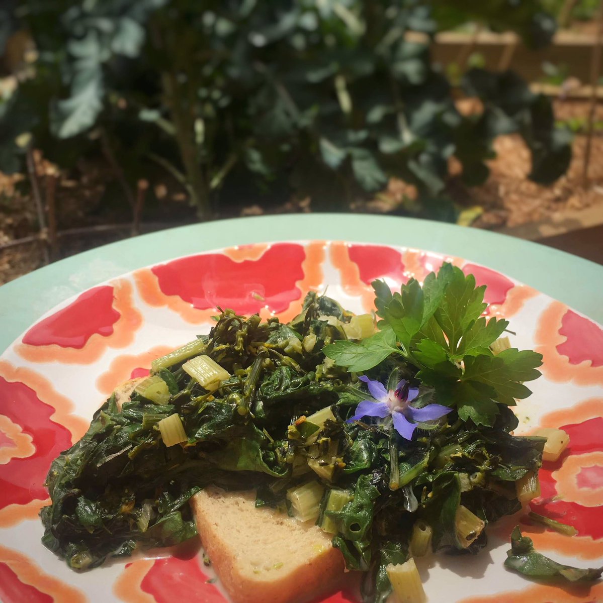 #delicious #silverbeet and #broccolisprouts braised in stock with #creamcheese and #nutmeg
#homeGrown #myGarden #gardenToTable #IGrewThis #vegeGarden