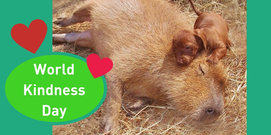 CDUniLibrary's tweet photo. Share those warm fuzzy feels. #WorldKindnessDay #Allthefeels #CDULibrary #cuteanimals https://t.co/RGCzPlbf3m