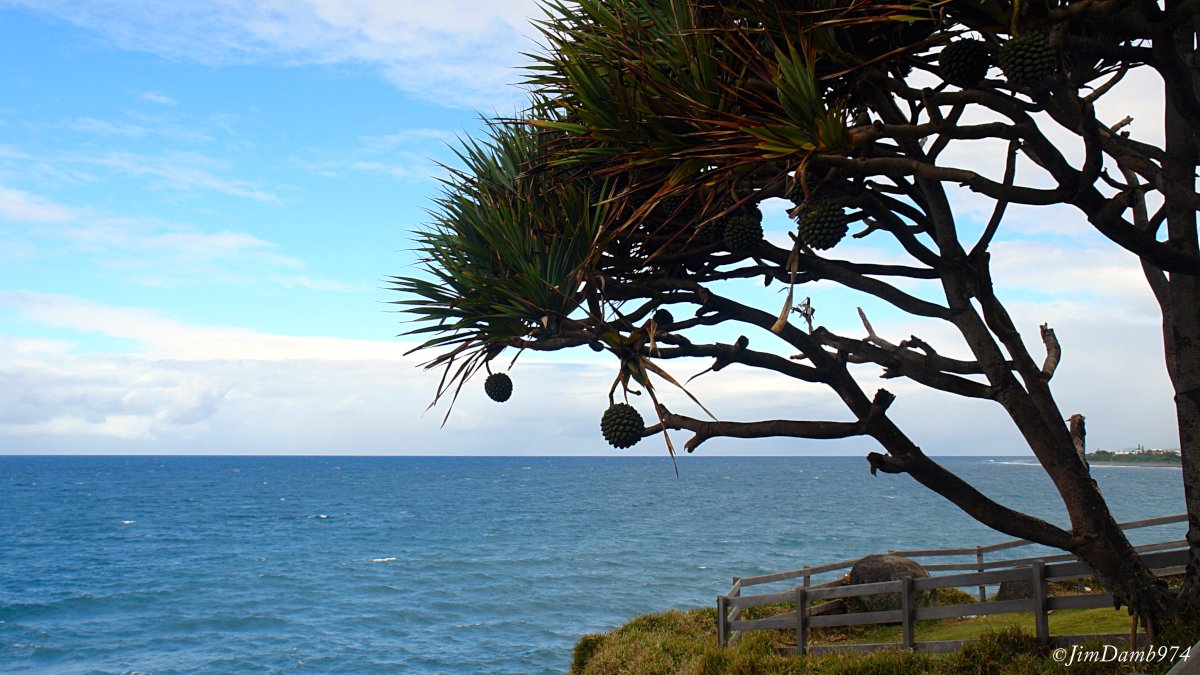 jimdamb974's tweet photo. La cote Est de #laReunion. Vacoas et pimpin en bordure de rivage nous rappel bien notre région tropical dans l' #OceanIndien
#Team974 #MagnifiqueReunion #OutreMer #Nature #Voyages #tourisme #vacances #Unesco #France #Patrimoine #Culture #Plante #Vacoa #pimpin https://t.co/MrdkEYeAxI