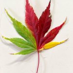 珍しいもみじの葉を発見w一枚に色が三つ!？とても美しい「三色もみじ」w