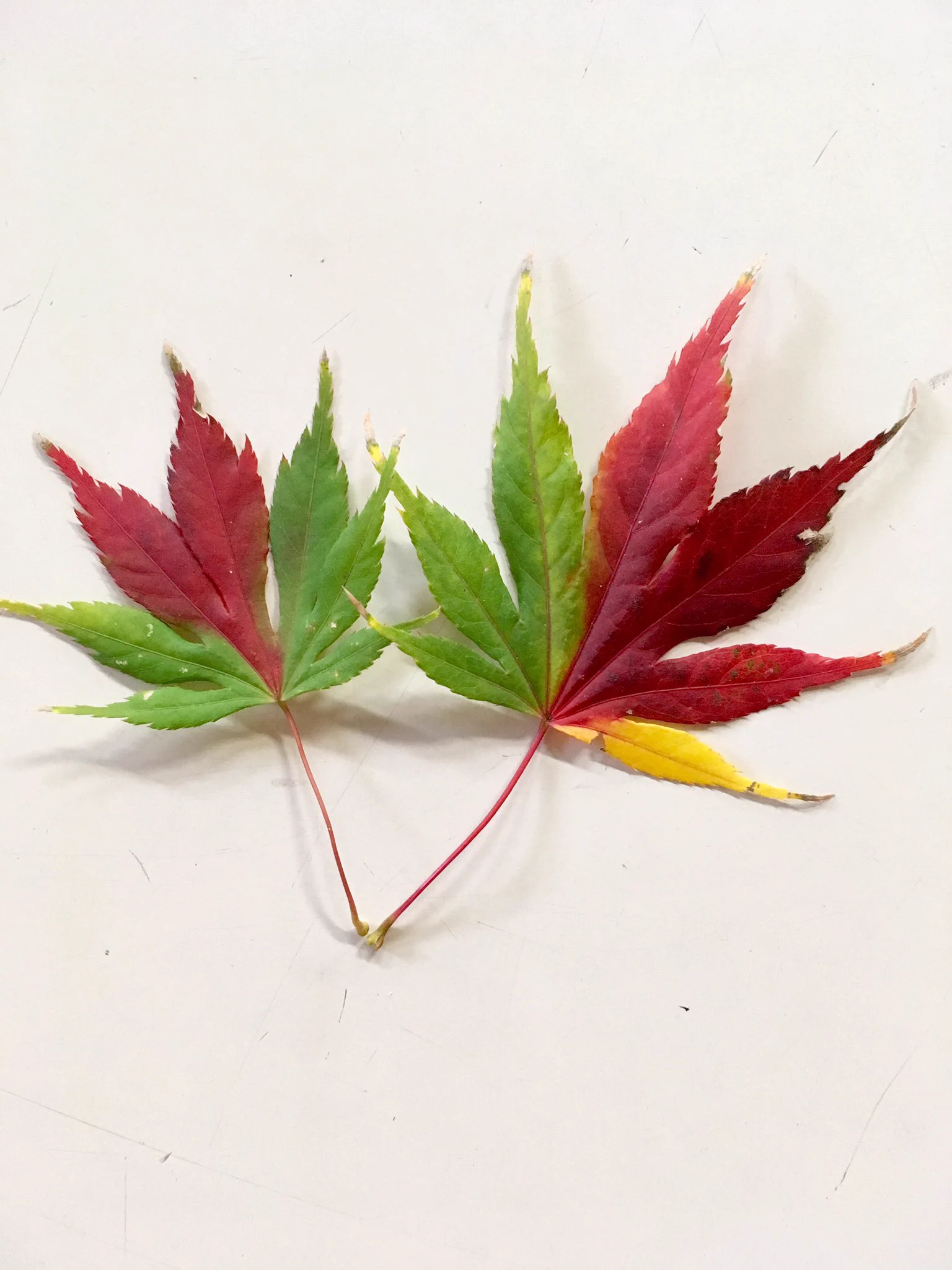 珍しいもみじの葉を発見ww一枚に色が三つ！？とても美しい「三色もみじ」ww