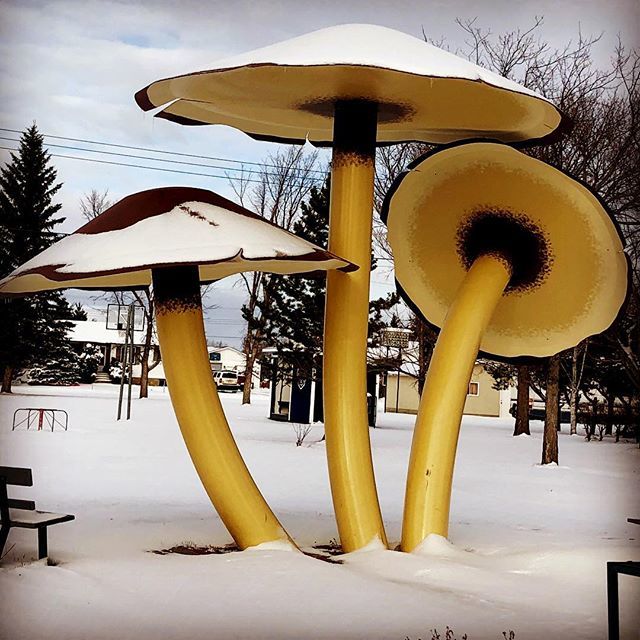 goeastofYEG's tweet photo. Took this photo on Saturday during the Vilna Christmas Craft Fair! #roadtripalberta #Vilna #mushrooms #winter #roadsideattractions #goeastofedmonton #highway28 #takearoadtrip #christmasshopping #shoplocal - Jolene #gowithjo https://t.co/yNjSwEUsRs https://t.co/v8awOFmJYW