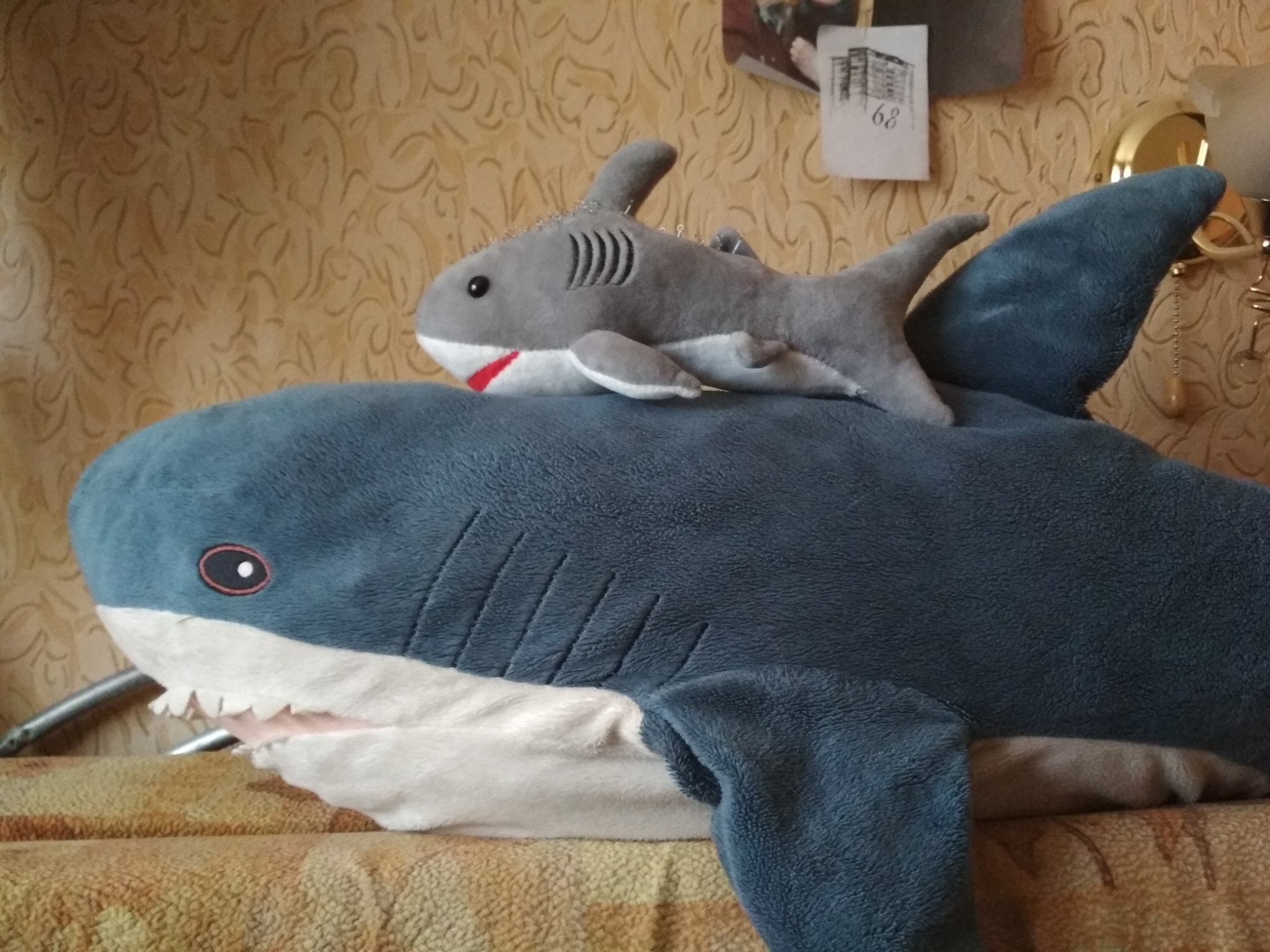 Blåhaj Everyday | Акула Блохэй Эвридей (@BlahajShark) / Twitter