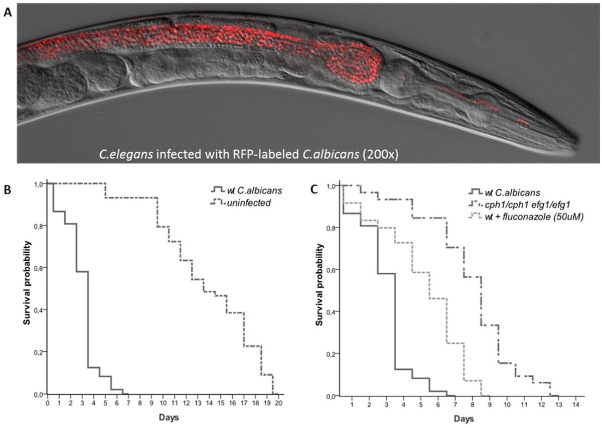 JoF_MDPI's tweet image. Caenorhabditis elegans as a #ModelHost to Monitor the #Candida Infection Processes. mdpi.com/2309-608X/4/4/… …. Work by Dr. @ReetaPRao and colleagues, in which they described C. elegans as a model host to study #Candidaalbicans.    
#invertebratemodel #fungalinfection