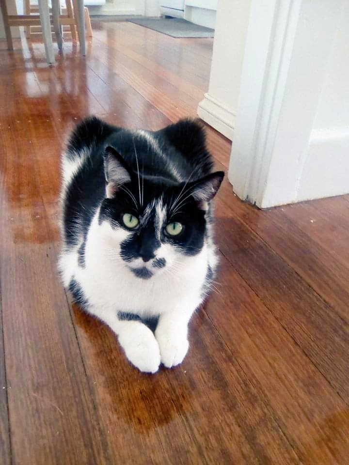 Seal Swimming tweet media