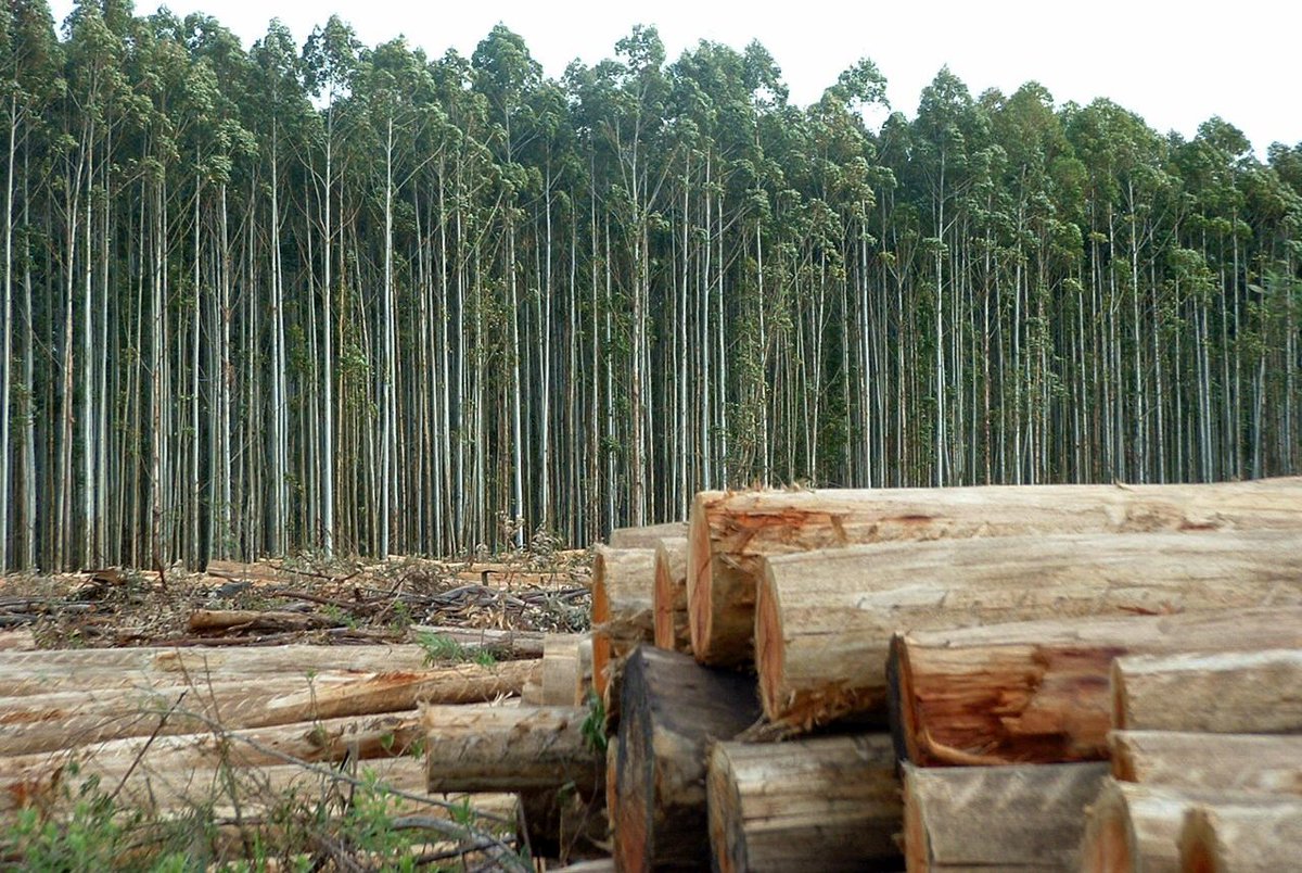 Лесная пром. Лесная промышленность Аргентины. Лесная промышленность Бразилии. Заготовка леса. Деревообрабатывающая промышленность.