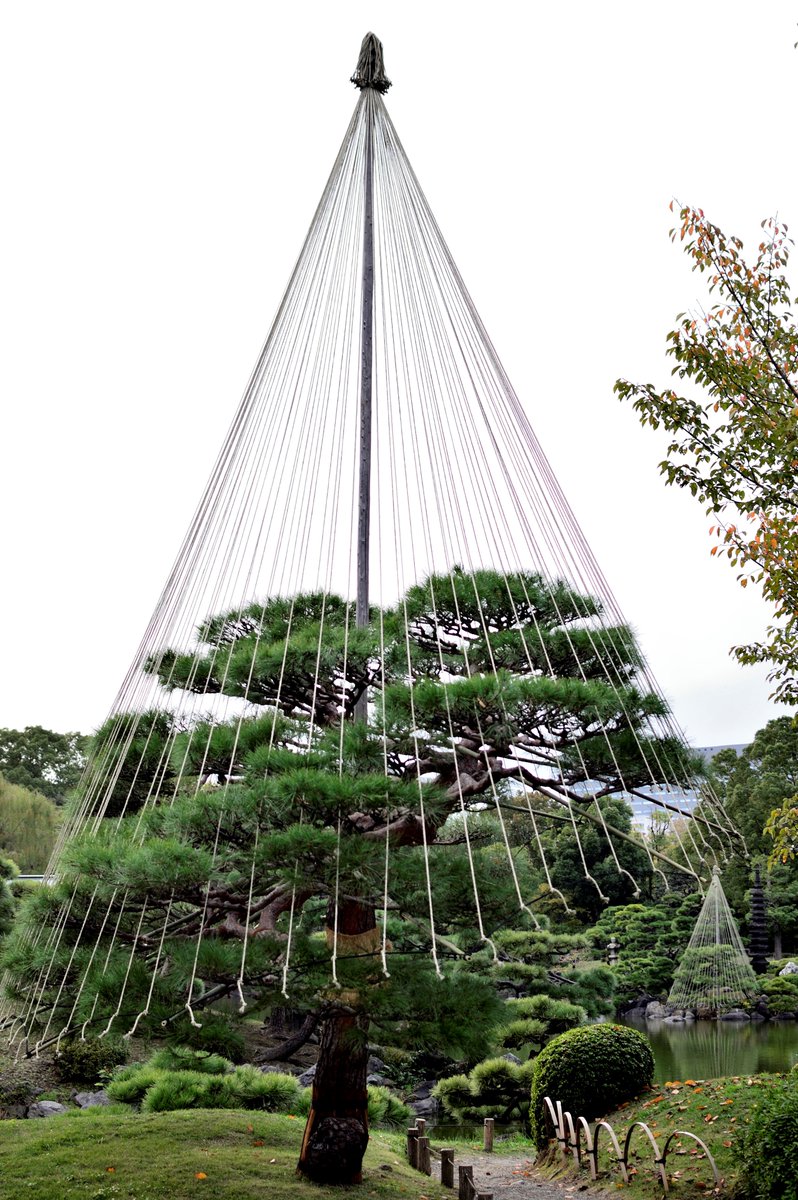 清澄庭園 בטוויטר 冬の庭園景観を演出する雪吊り 円錐状のシルエットが美しい オススメは中の島の雪吊り 他ではあまり見ることができない雪吊りの内側の様子をのぞけます 放射状に伸びる縄の様子がアートです 清澄庭園 日本庭園 冬 Japanesegarden