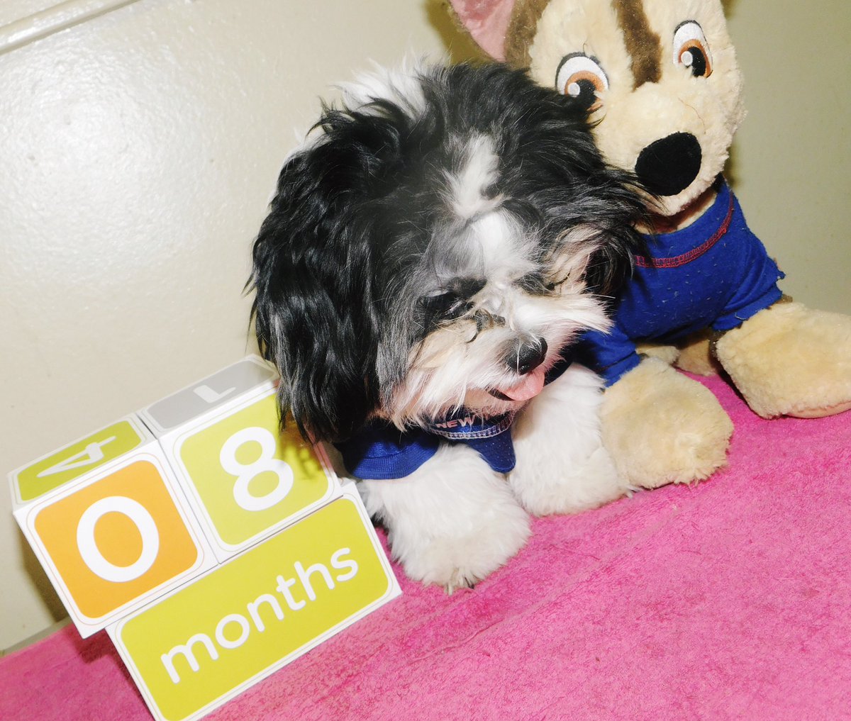BuddySkyla's tweet photo. Today , I turned 8 months 💖 #shihtzu #shihtzus #puppy #shihtzusgram #shihtzusofig #shihtzulife #shihtzulove #shihtzupuppy #puppy #puppylove #puppydog #dog  #dogsofnyc #nycdogs #puppylife #puppygram #cutepuppy #shihtzudailylife https://t.co/VG8DLYNID8