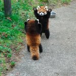 レッサーパンダ同士のプライドをかけた熱き戦いの様子。こちらはなんだか癒されちゃう。