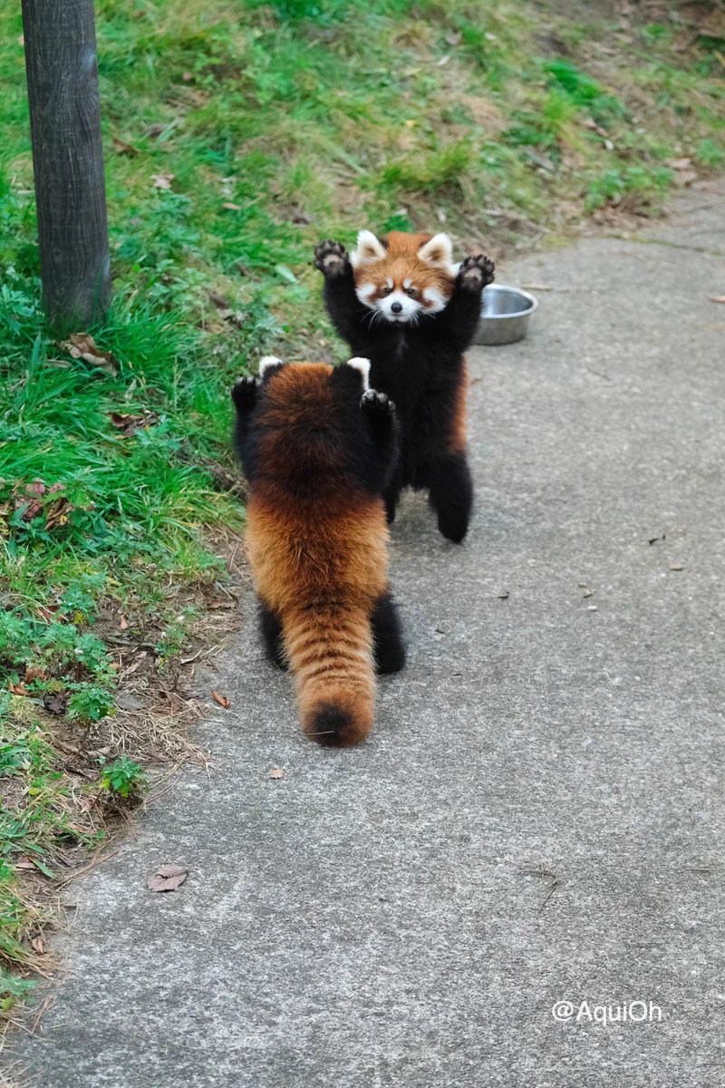 レッサーパンダ同士のプライドをかけた熱き戦いの様子。こちらはなんだか癒されちゃう。