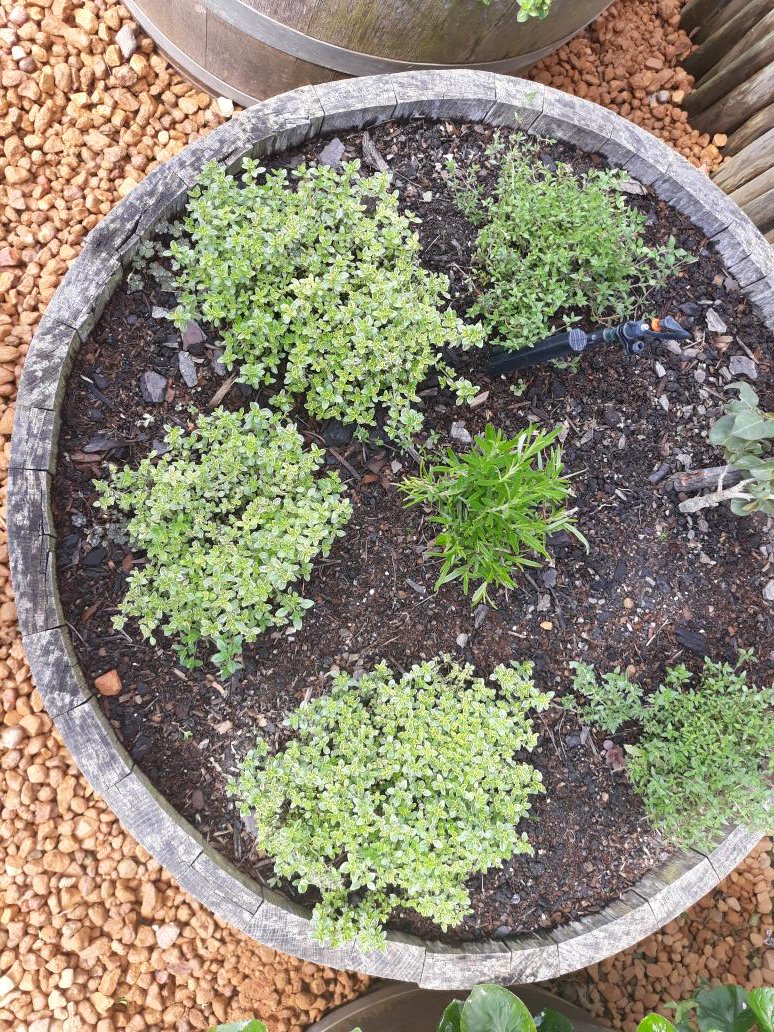 herb garden <a href="/creationwines/">Carolyn Martin</a> 
#garden #edibleflowers #herbs