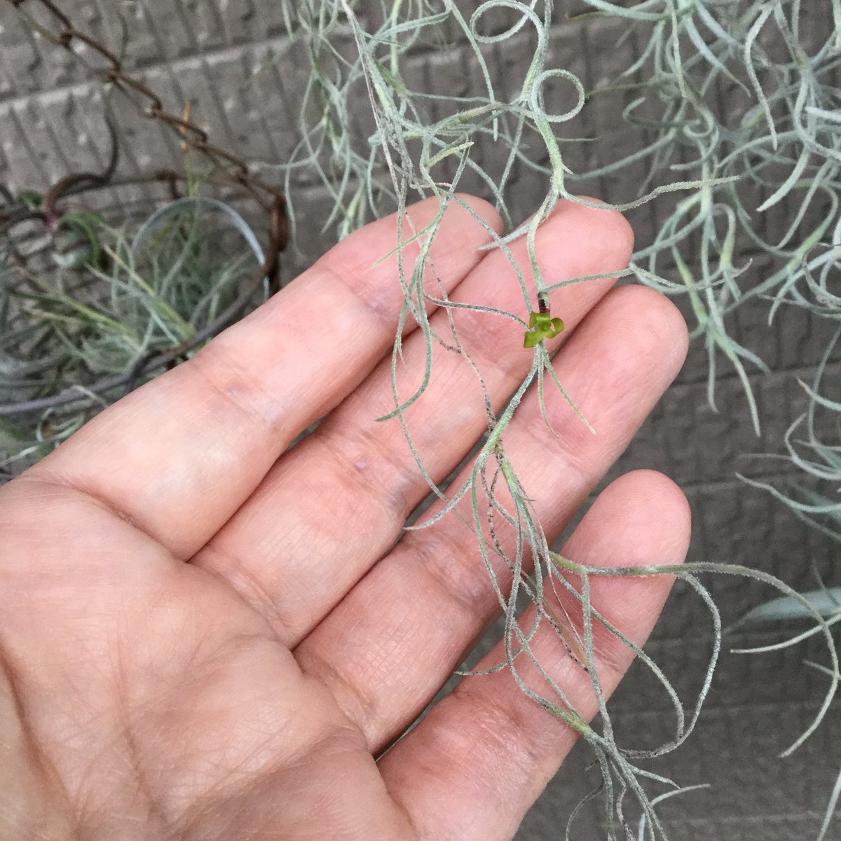 برچسب ウスネオイデス در توییتر