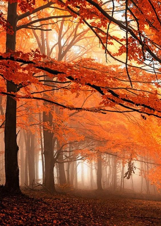 52fe2588ad4c42e's tweet photo. Good morning to all 🌎 !Have a great day !
Stunning autumn..
#Autumn #Amazing #Lovely #HappyDay
#Travel #Discavery #Smile #adventuretime https://t.co/ow4J4g56EM