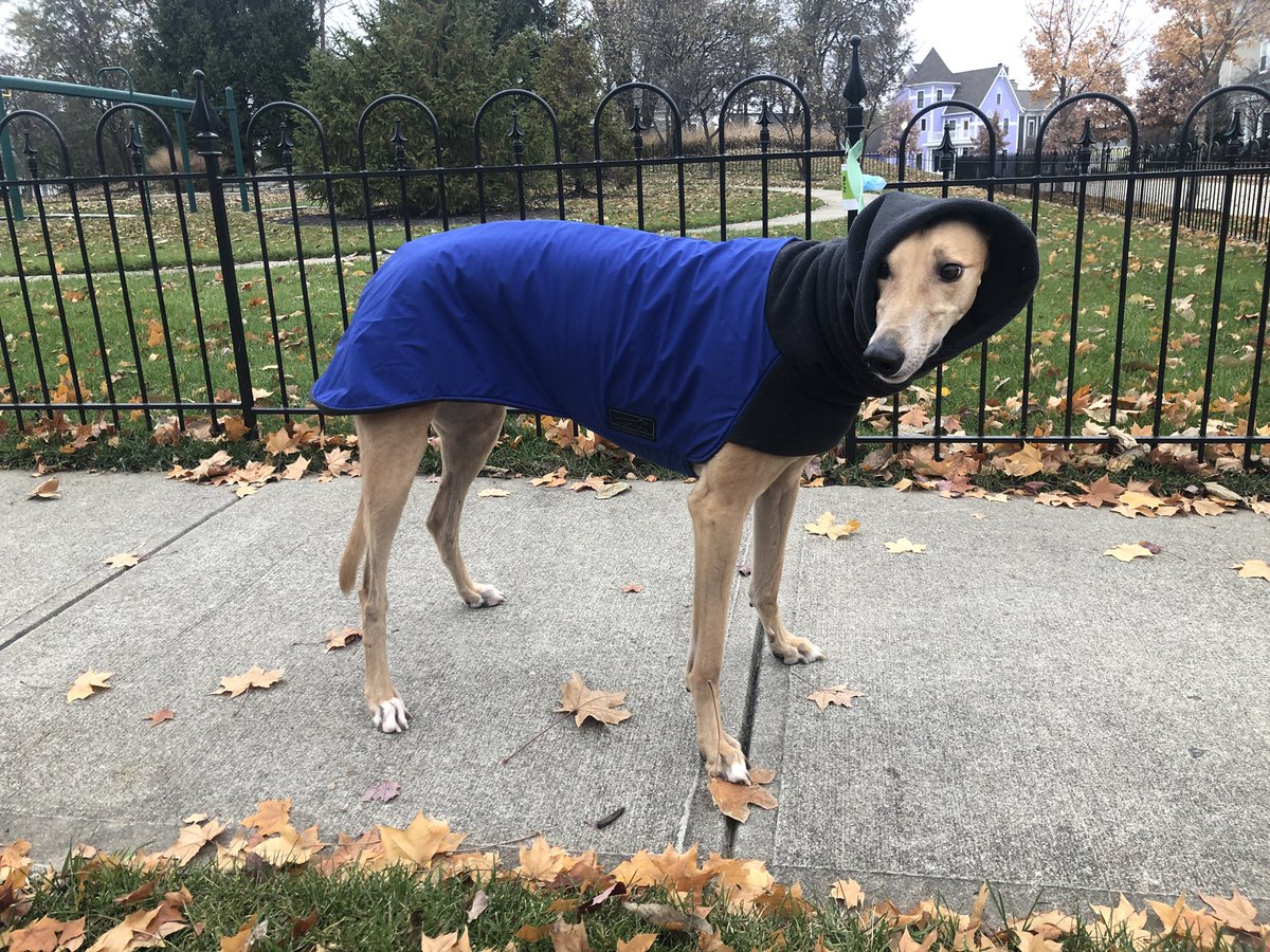 mediakath's tweet photo. @StarDerryWX @CBS4Indy @StarDerryWX Finn keeps warm with the snood pulled over his ears! https://t.co/8Iny8Dv84x