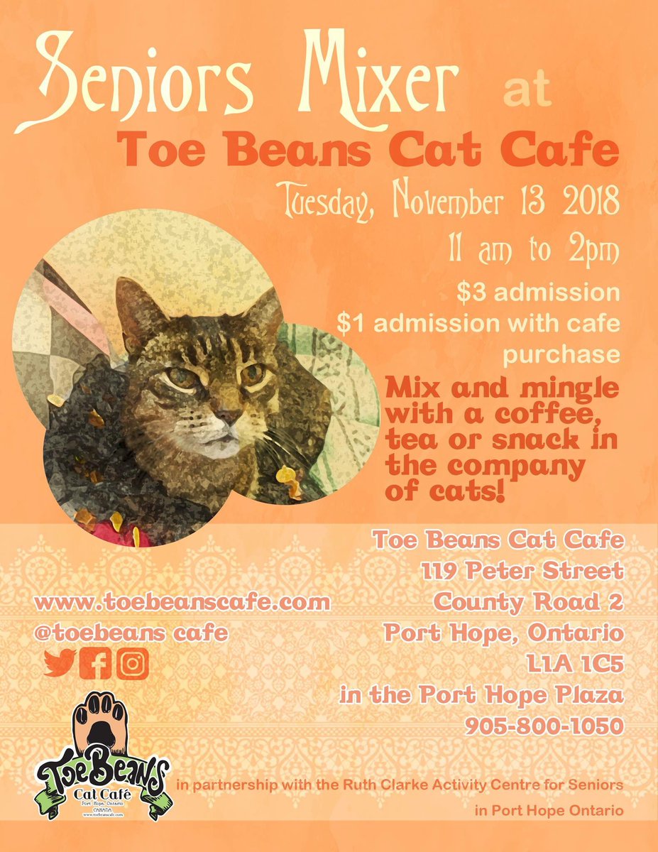 Toe Beans Cat Cafe Cat's Blog