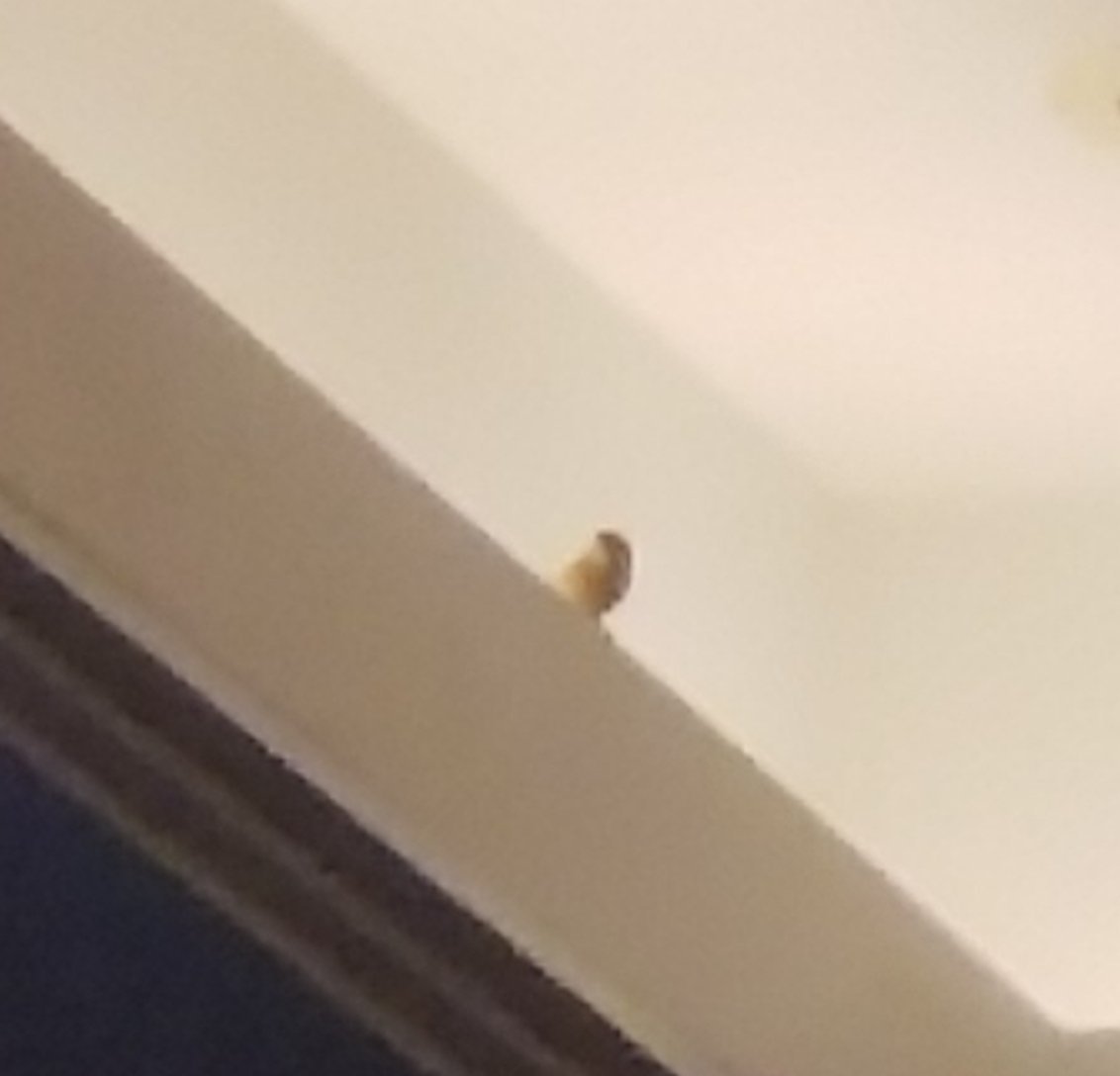 Hoosier84's tweet image. Subplot at the #ISOAsummit - small bird flirting around the ballroom. Suspect it&apos;s a North Korean spy drone. Room packed full of security experts evaluating threat &amp;amp; countermeasures. Will post updates... 
@StabilityOps #NoKo #SpyDrone #StabilityOps