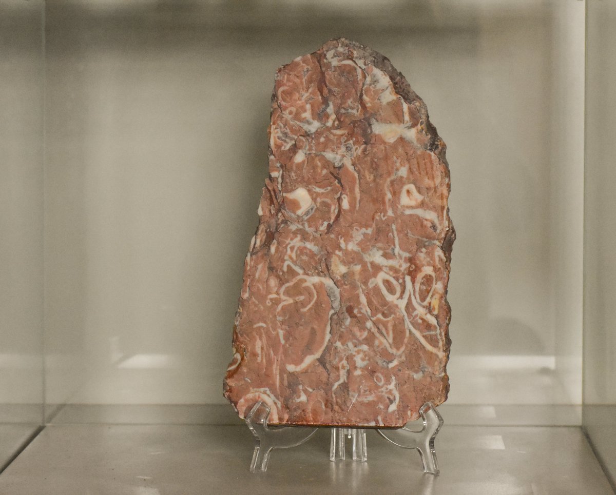 carboniamusei's tweet photo. In #Sardegna si trovano i #fossili più antichi d’Italia: le #archeociatine, organismi viventi del #Cambriano, il periodo che va da 542 a 488 milioni di anni fa.
I loro straordinari resti fossili sono esposti al #MuseoPAS di #Carbonia
Foto: Valentina Zidda
Disegno: Daniel Zoboli https://t.co/yhNPTRPxYa